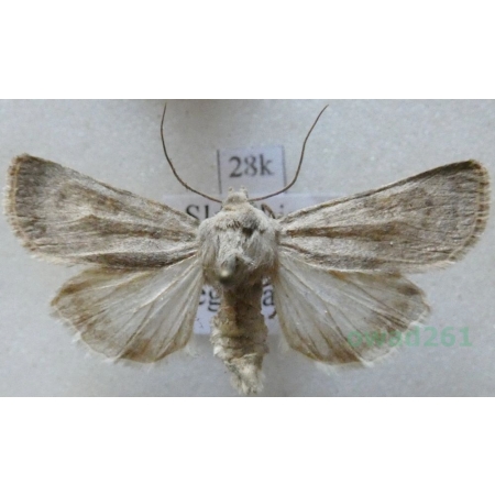 Euxoa decora (Denis & Schiffermüller, 1775) Slovakia28k